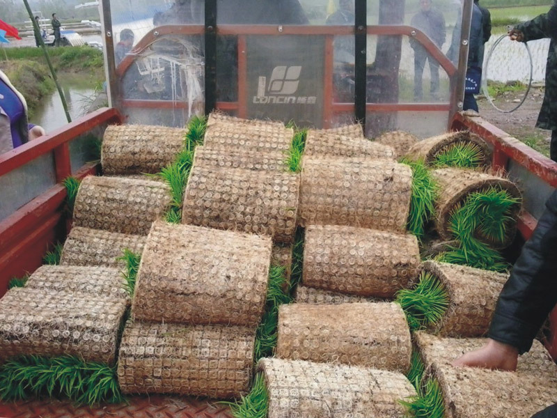 育秧苗床經典案例