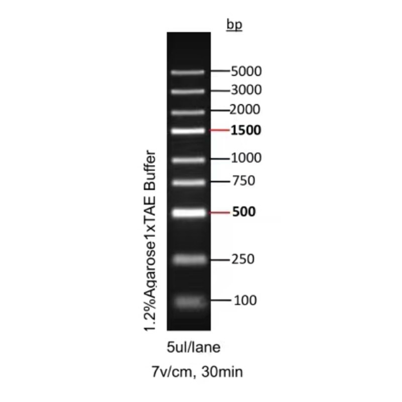 DL5000 marker