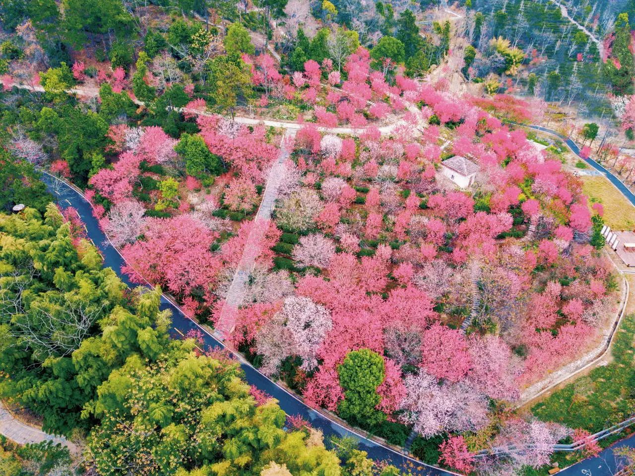 古蔺酒乡花谷图片