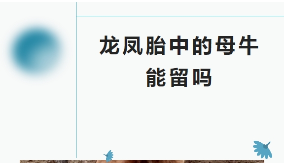 龙凤胎中的母牛犊能留吗