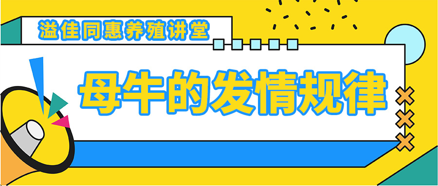 母牛的發情規律
