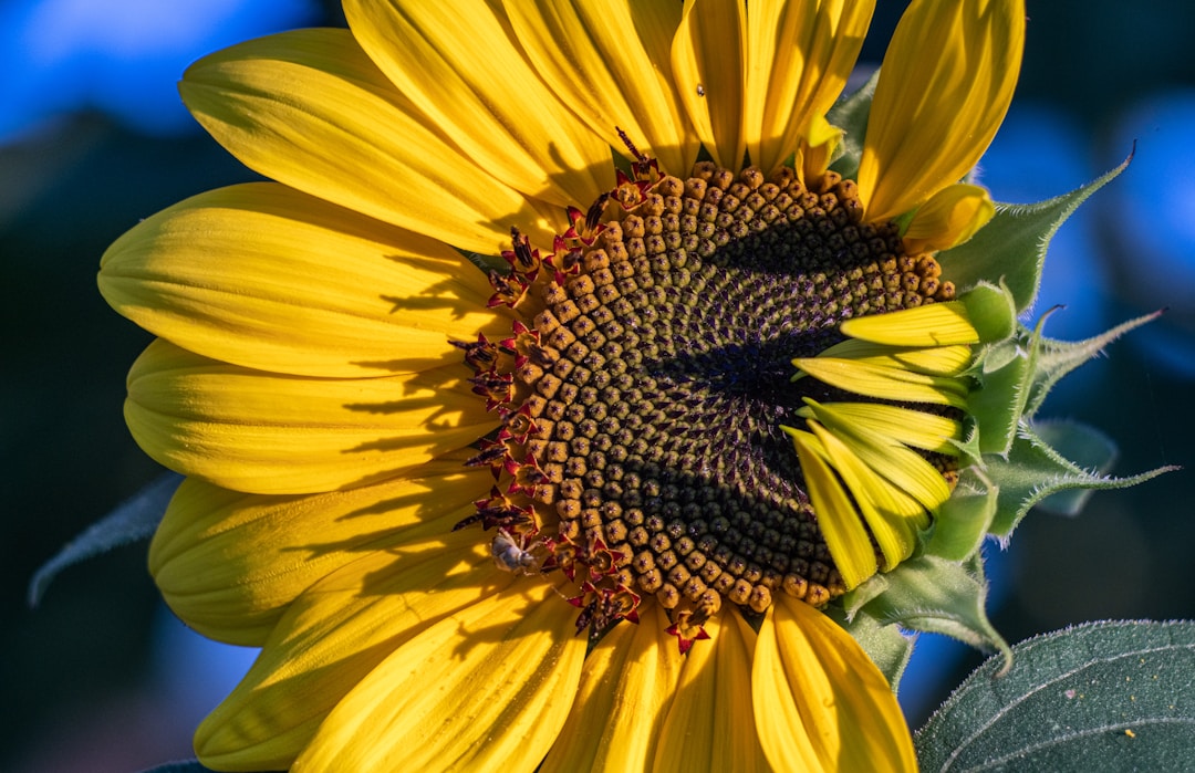 Customs Subcommittee Approves Extension of Export Duties on Sunflowerseed, Oil, and Meal