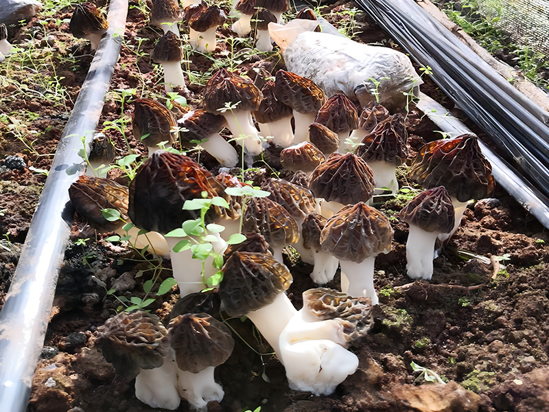 羊肚菌