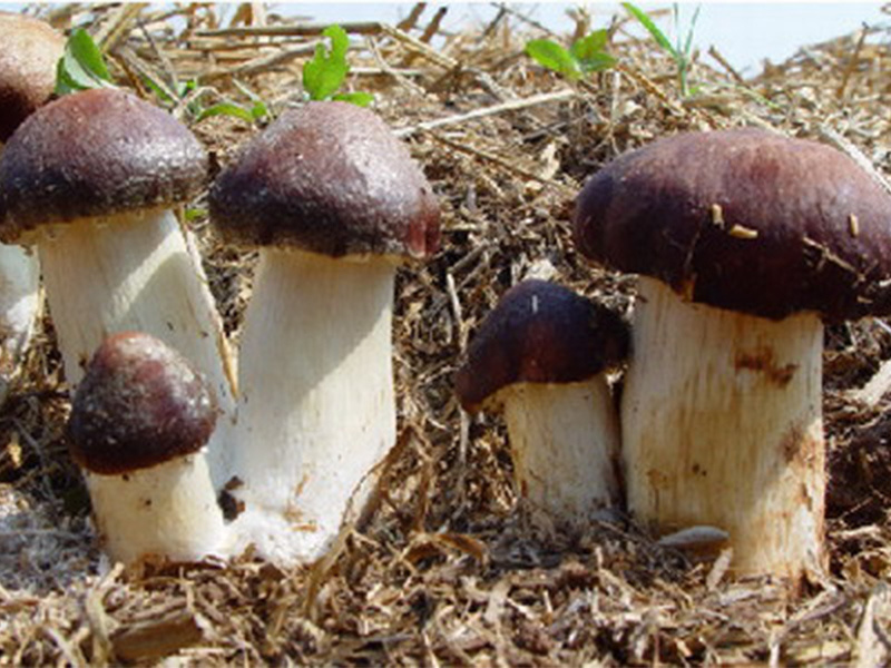 大球蓋菇