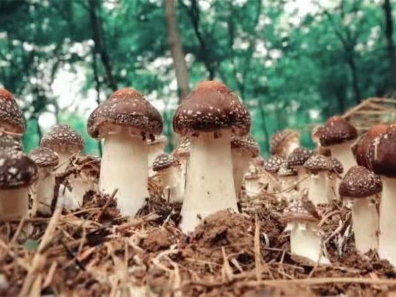 大球蓋菇