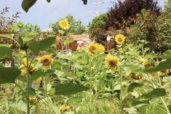 Volunteers love to plant flowers of youth