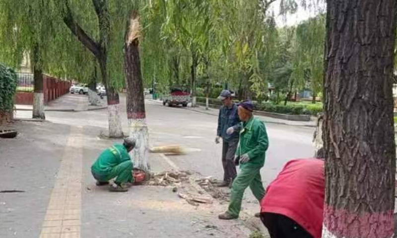 树木修剪为美观 消除隐患保安全