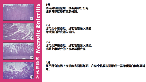 一文帶您快速了解家禽熱應(yīng)激！