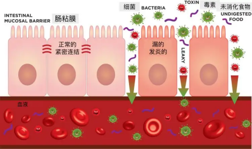 一文帶您快速了解家禽熱應(yīng)激！