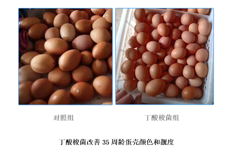 e888f5e02a2437c25db4d3dbbb7f43b5