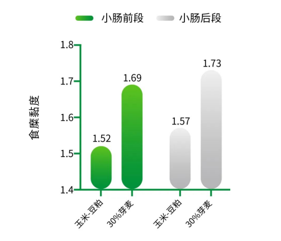 芽麦饲用，如何更好发挥其营养价值