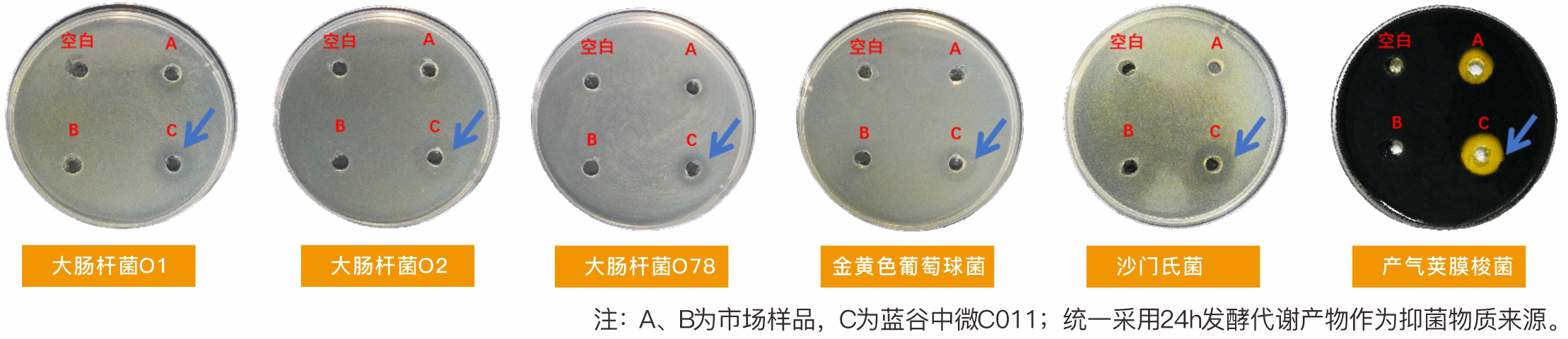 蛋鸡无化药消炎方案 C011