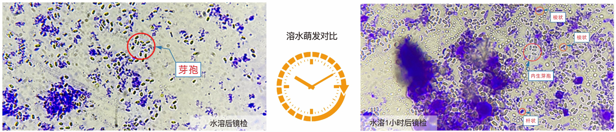 芽孢萌发迅速：