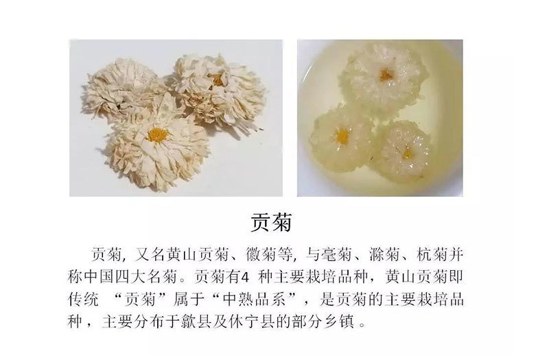 花茶系列之菊說