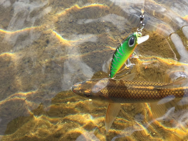 Essential tips for fishing