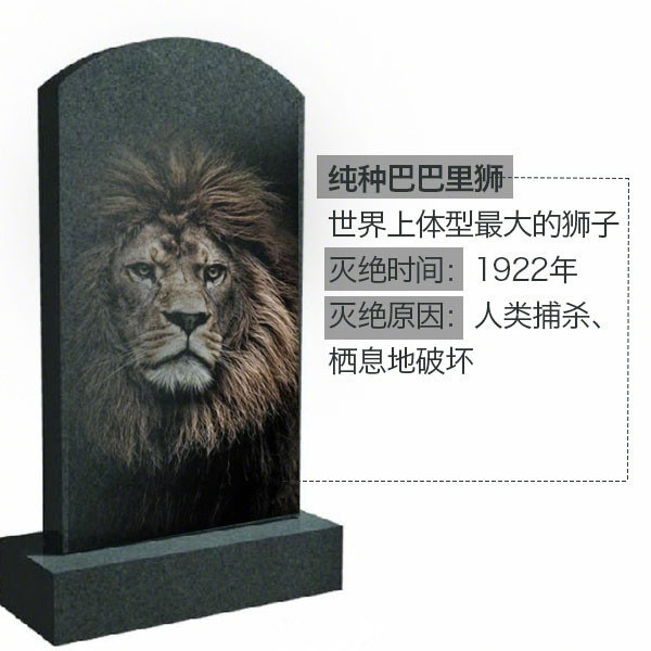 滅絕動物——純種巴巴里獅