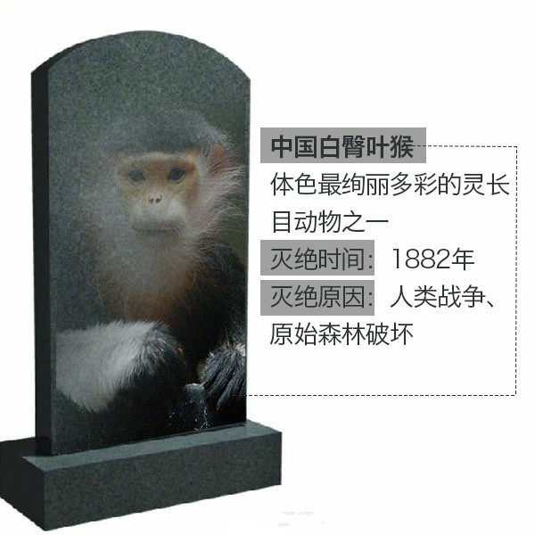 滅絕動物——中國白臀葉猴