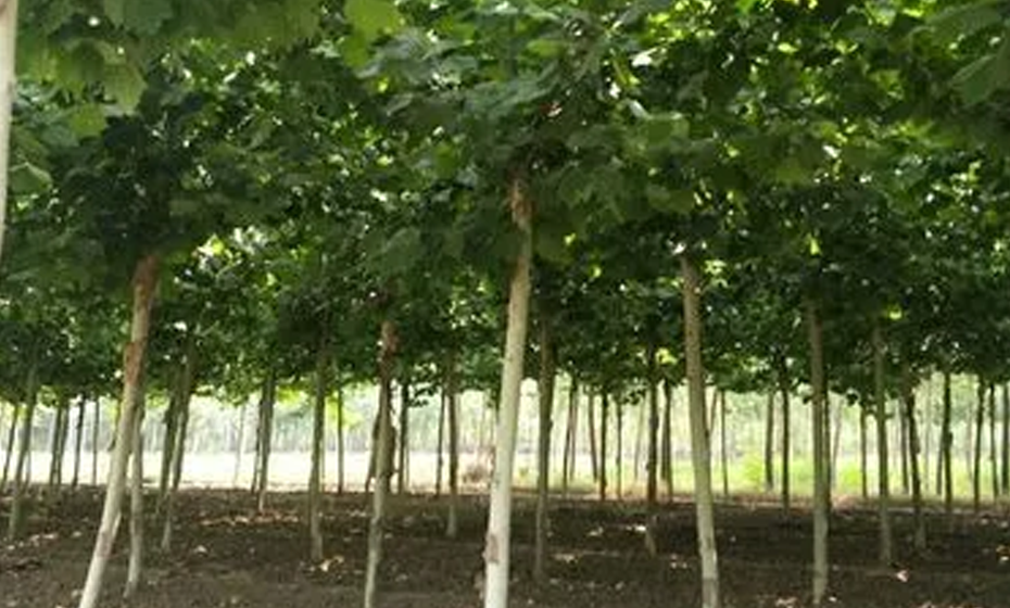 法桐苗木的培育及养护管理。