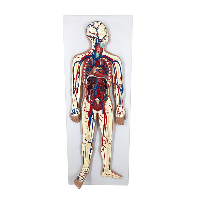 YA/C011 人体全身血液循环系统模型