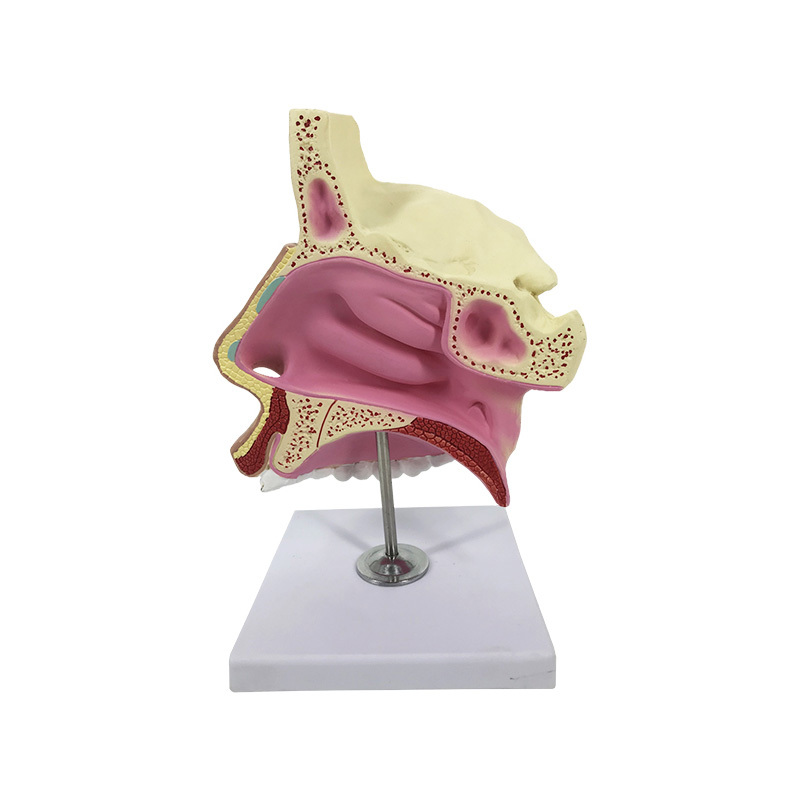 YA/R021 鼻腔解剖模型