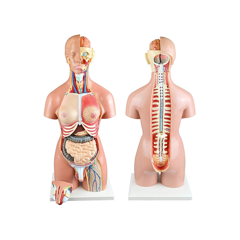 YA/T027 两性人体头、颈、躯干模型22件55CM