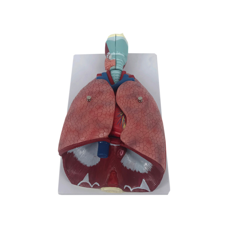 YA/R011 喉心肺解剖模型