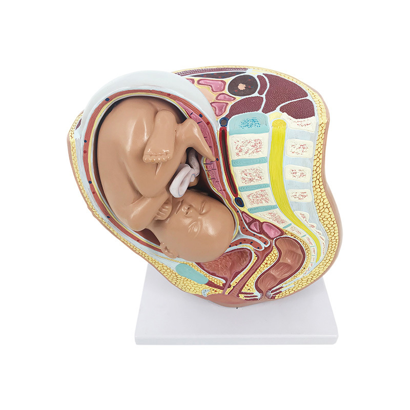 YA/HB051 足月胎儿方位模型