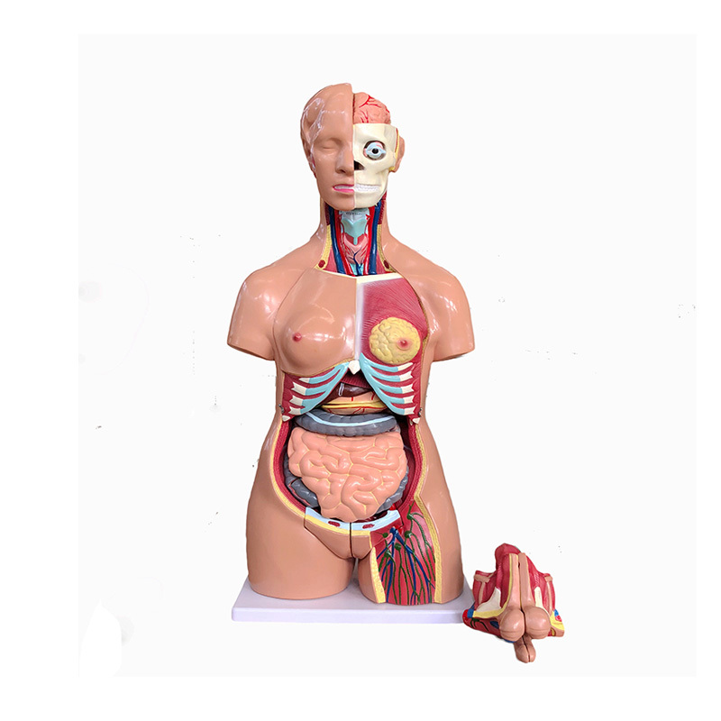 YA/T014 两性人体头、颈、躯干模型40部件