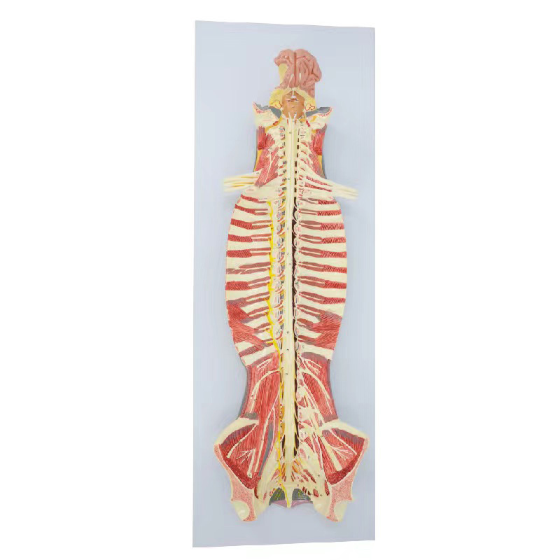 YA/N014 椎管内部脊髓神经模型（脑脊髓与周围神经解剖模型）