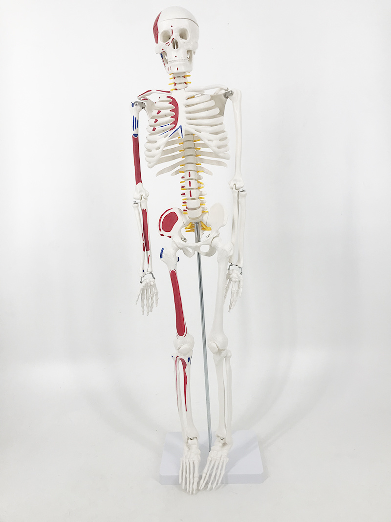 YA/L012C 人体骨骼附半边肌肉着色模型85CM