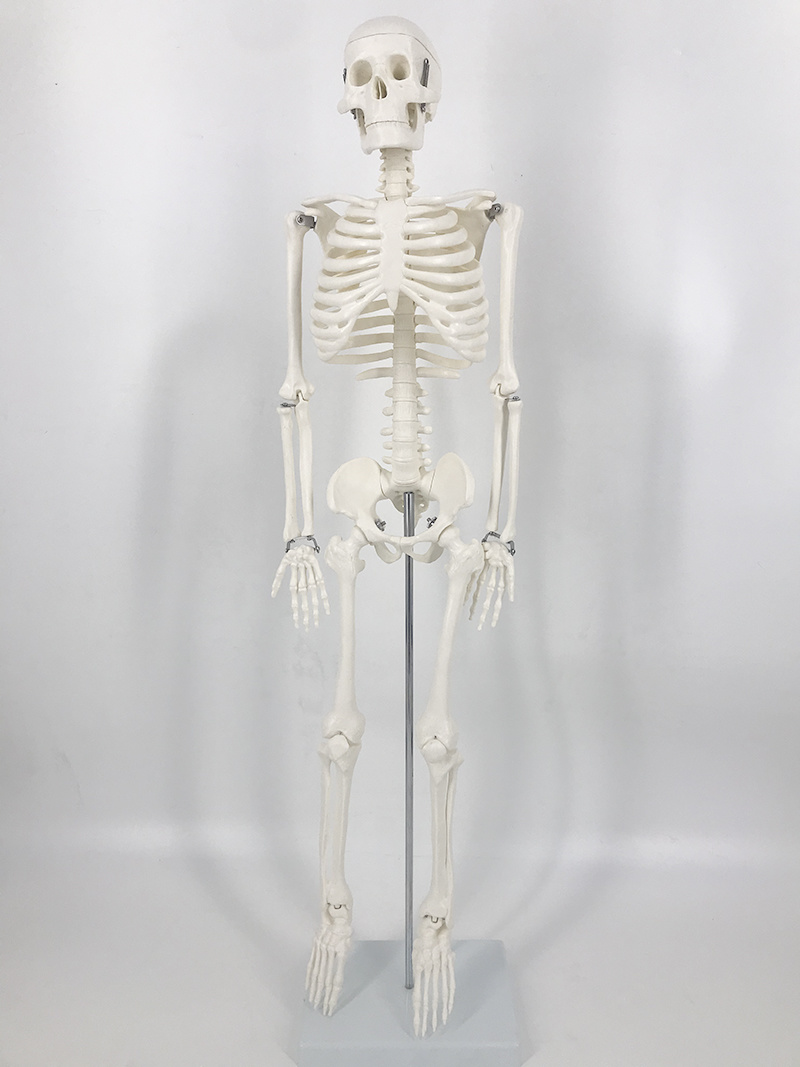 YA/L012 人体骨架模型85CM