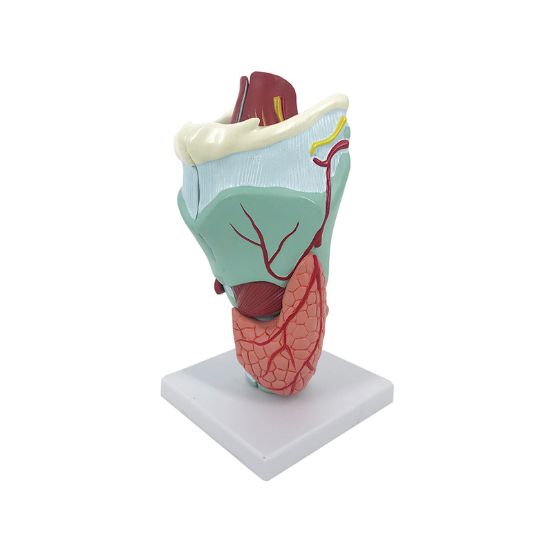 YA/R032 喉软骨及喉肌解剖放大模型