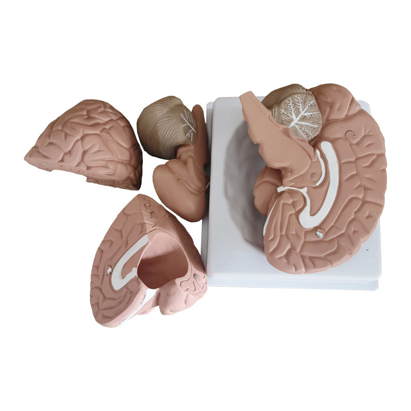 YA/N026A 脑解剖模型4部件