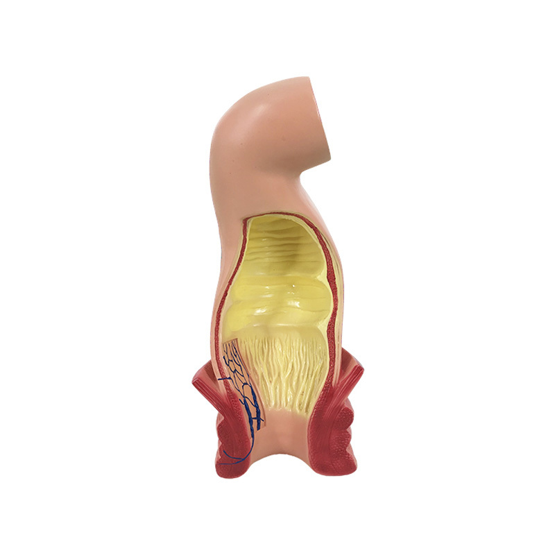 YA/D015A 直肠肛管直环及静脉通道模型