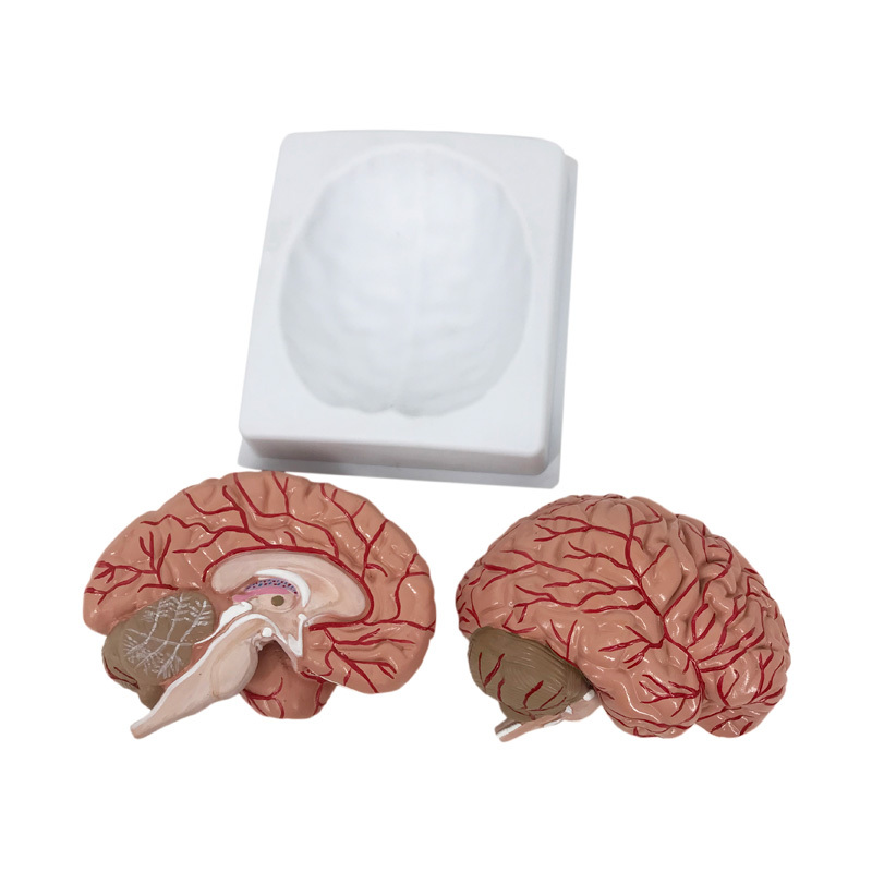 YA/N026 脑动脉模型