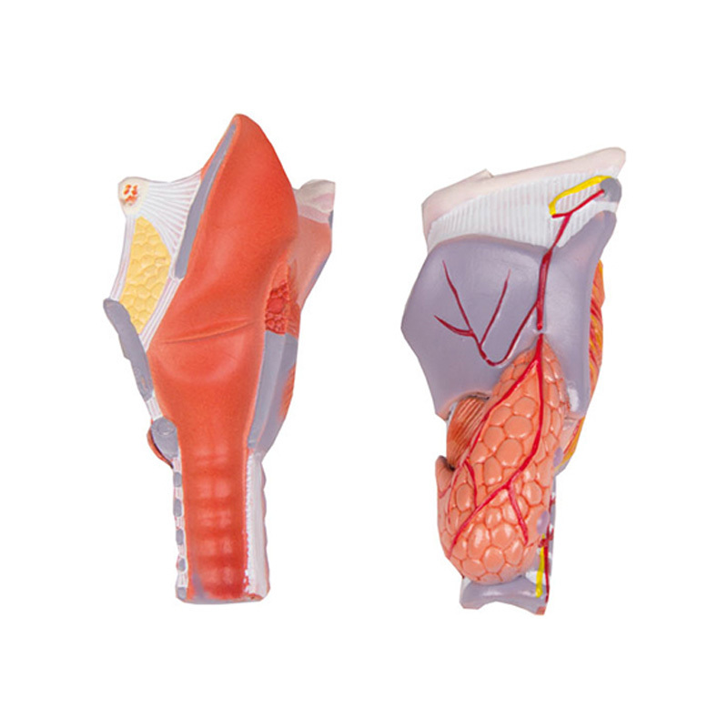 YA/R032A 迷你喉软骨及喉肌解剖放大模型