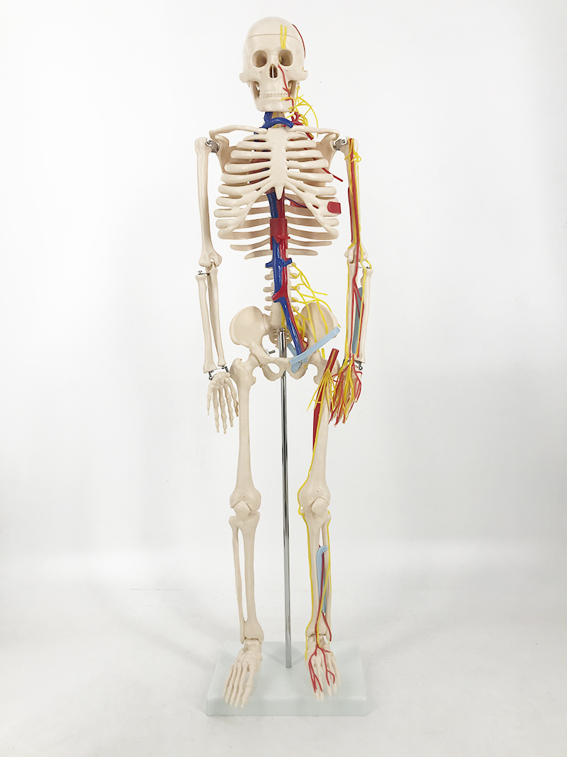 YA/L012B 人体骨骼带神经与血管（心脏）模型85CM