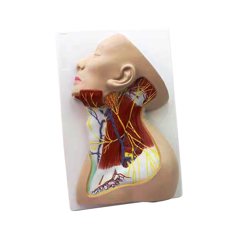 YA/H018 颈部浅表神经解剖模型