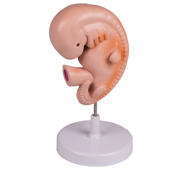 YA/HB053 Human Embryo, 4-Week Old