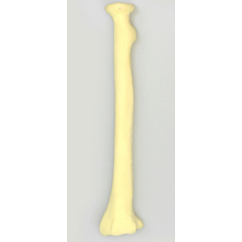Radius Practice Model
