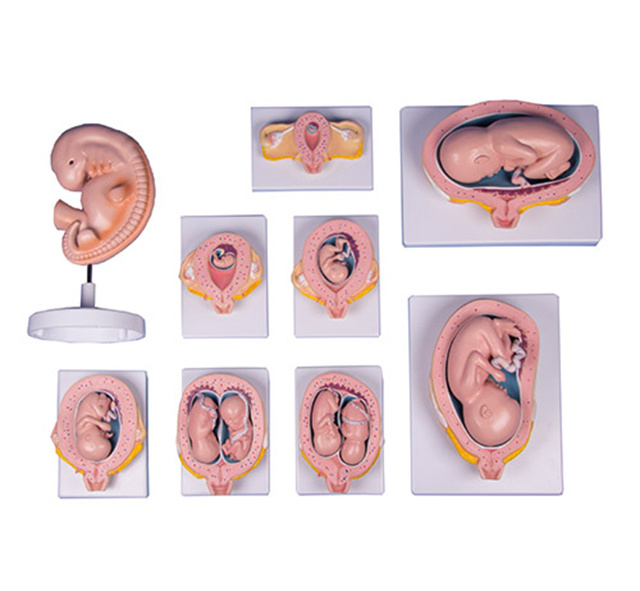 YA/HB052 Pregnancy Model Set, 9 models