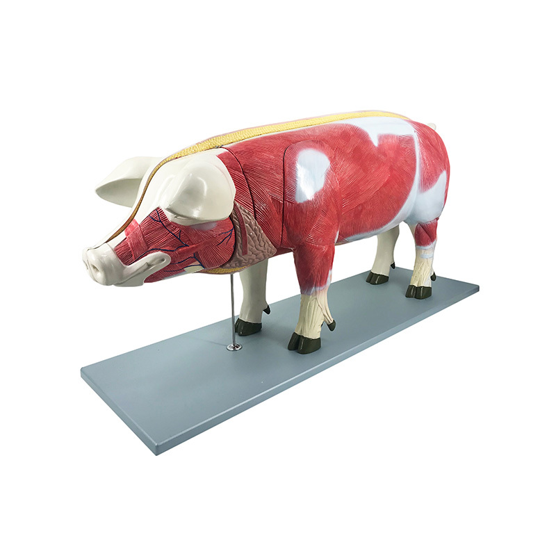 YA/B029 Pig (Sus scrofa domesticus) Anatomy Model