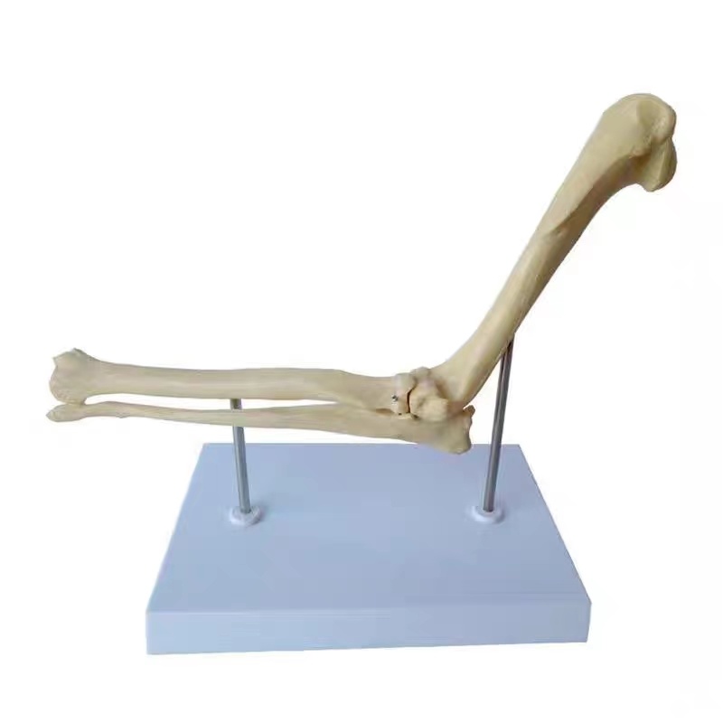 YA/B103-5 Canine Elbow Joint Model