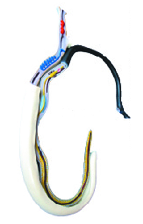 YA/B046 Schistosoma Model