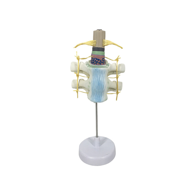 YA/N013 Thoracic Vertebrae with Spinal Cord