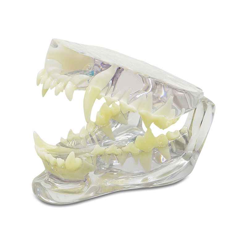 YA/B026C-1 Clear Canine Jaw Model