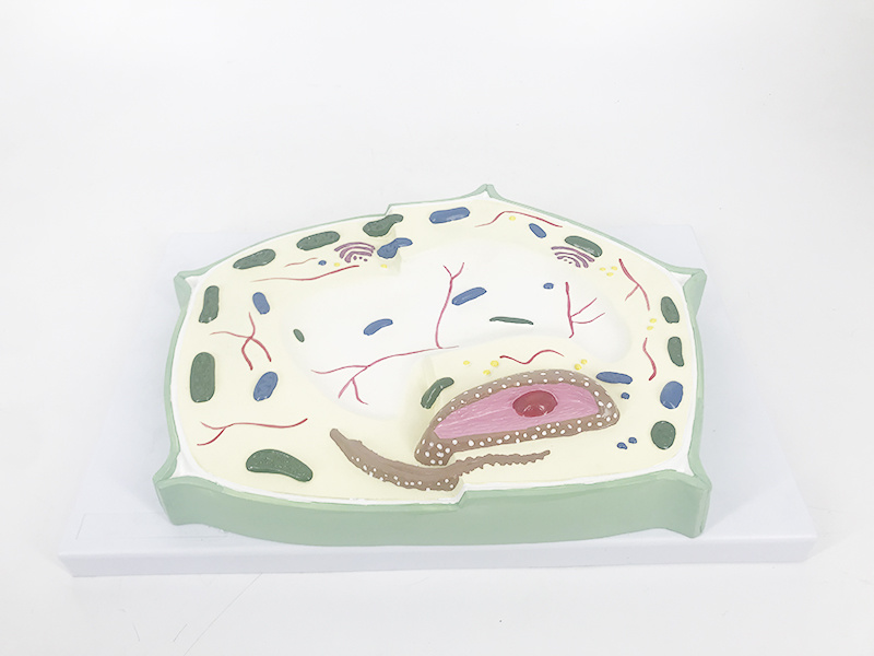 YA/B014 Plant Cell Model