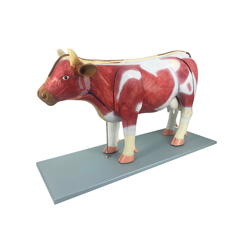 YA/B028 Bovine (Bos taurus) Anatomy Model