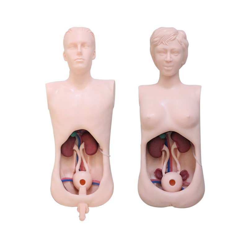 Simulated Urinary Endoscopy Skill Training Model