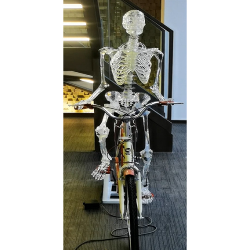 Humerus, Radius and Ulna Practice Model